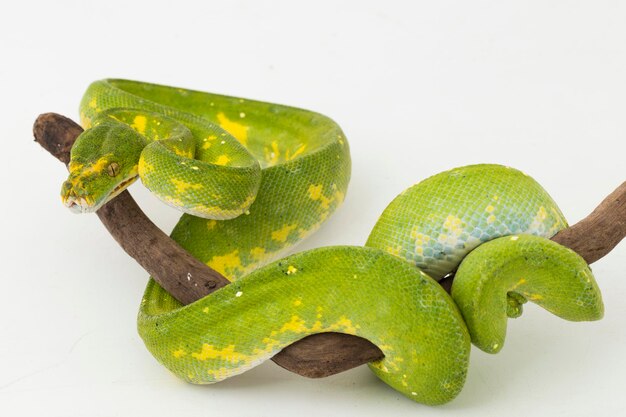 Green Tree Python Morelia viridis serpiente biak aislado sobre fondo blanco.