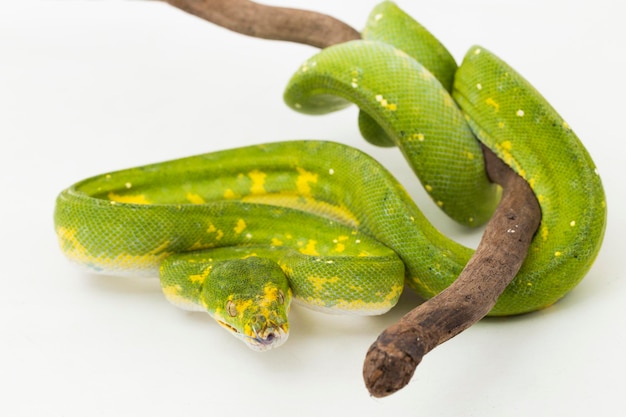 Green Tree Python Morelia viridis serpiente biak aislado sobre fondo blanco.