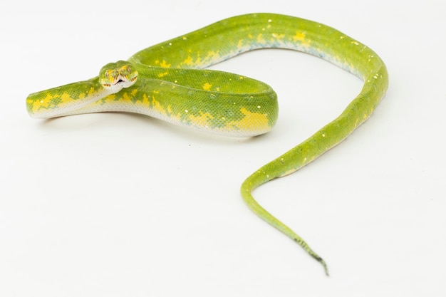 Green Tree Python Morelia viridis serpiente biak aislado sobre fondo blanco.