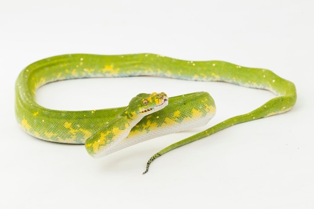 Green Tree Python Morelia viridis serpiente biak aislado sobre fondo blanco.