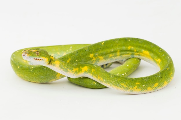 Green Tree Python Morelia viridis serpiente biak aislado sobre fondo blanco.