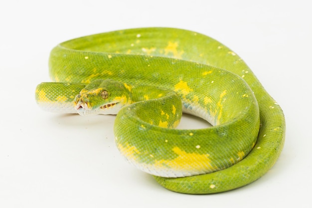 Green Tree Python Morelia viridis serpiente biak aislado sobre fondo blanco.