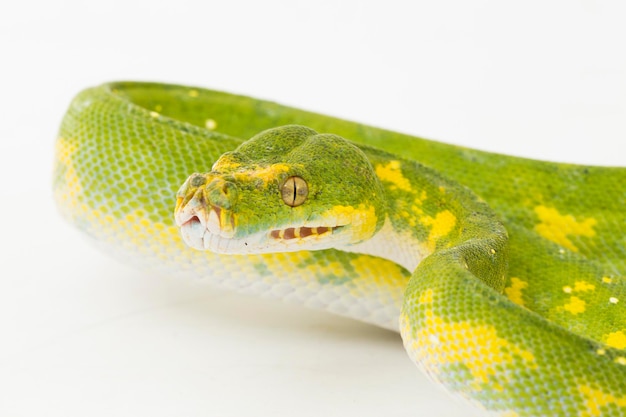 Green Tree Python Morelia viridis serpiente biak aislado sobre fondo blanco.