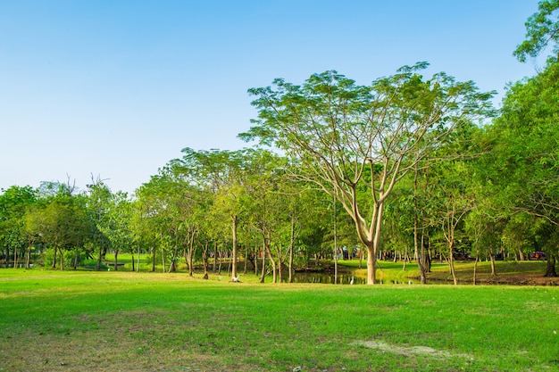 El greenary de árboles que crecen en praderas en parque público