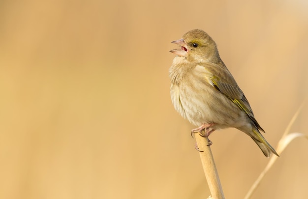 Greenfinch chloris Un pájaro se posa en un junco y canta