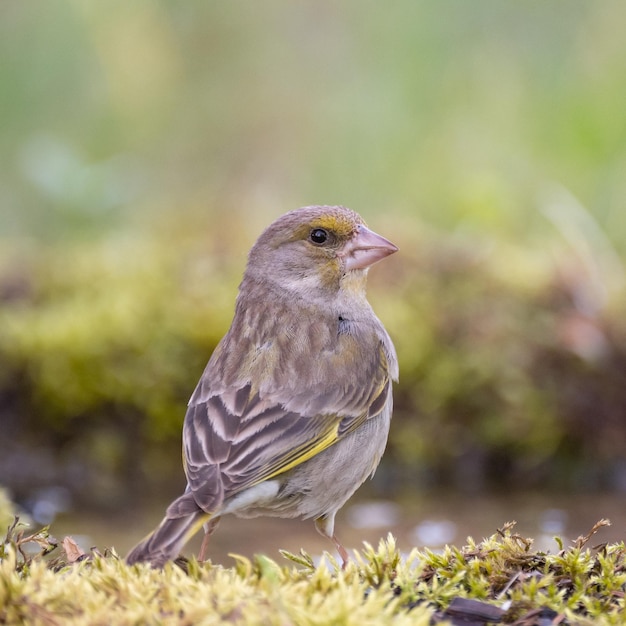 Greenfinch europeu carduelis chloris greenfinch close-up