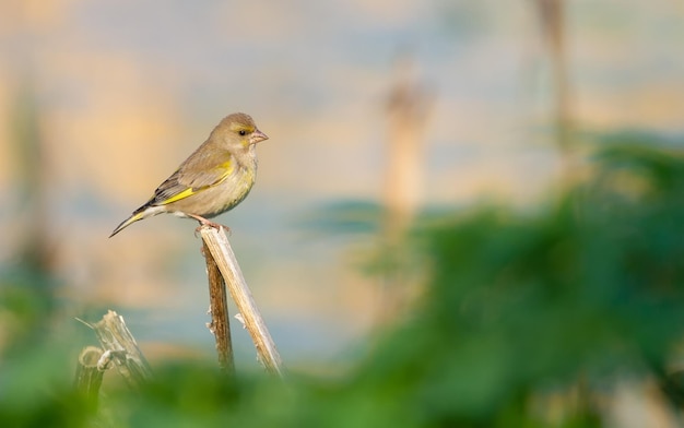 Greenfinch europeu Chloris chloris O pássaro senta-se em uma haste de cana quebrada pelo rio