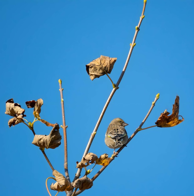 Greenfinch europeu em um galho de árvore com folhas secas cenário de outono