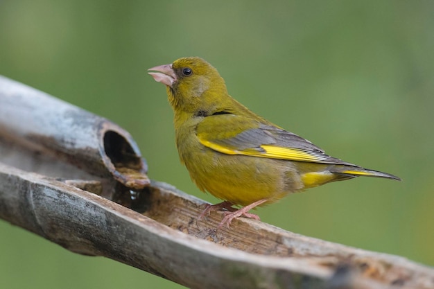 Greenfinch europeu ou greenfinch Chloris chloris Córdoba Espanha