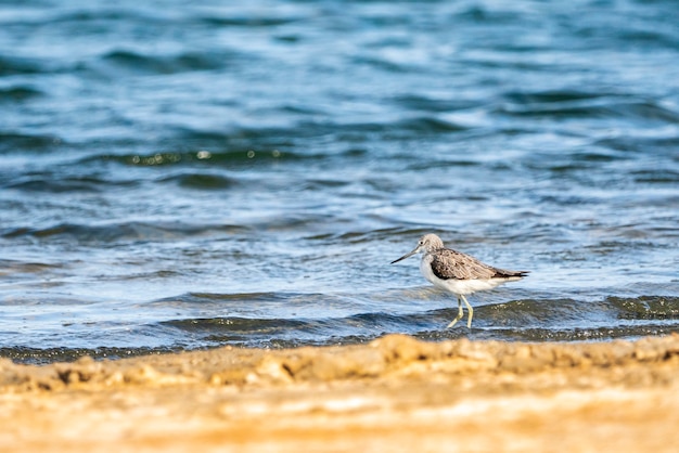 Foto greenshank no parque natural da albufera de valência