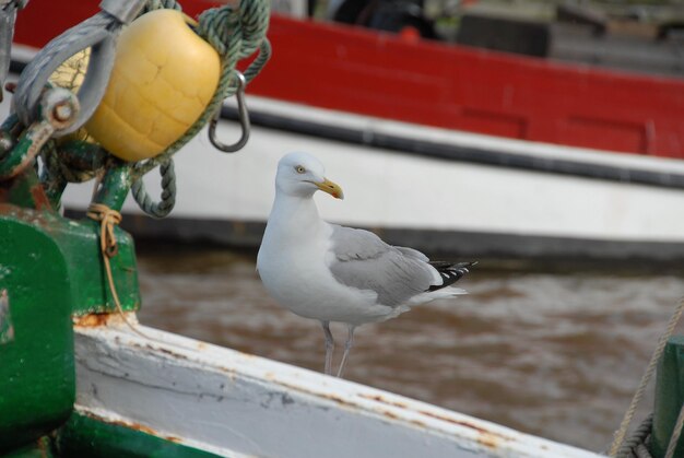 Greetsiel no mar do Norte