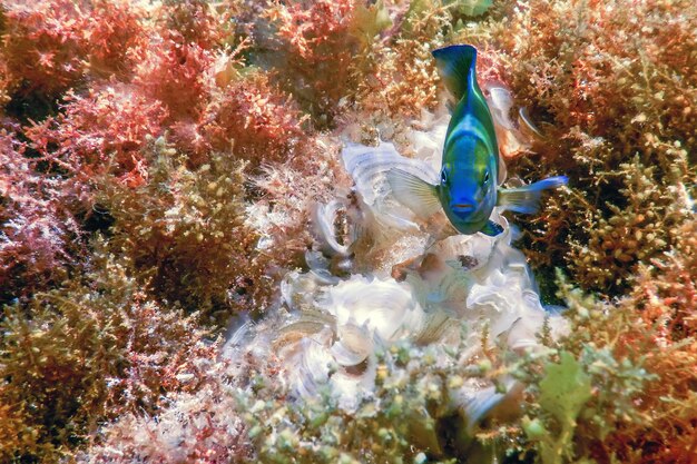 Gregory oscuro bajo el agua (Stegastes nigricans) Vida marina