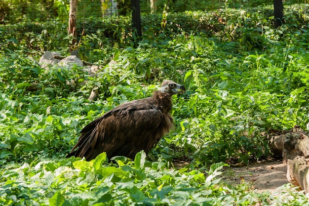 Greife in der Nahaufnahme des grünen Grases