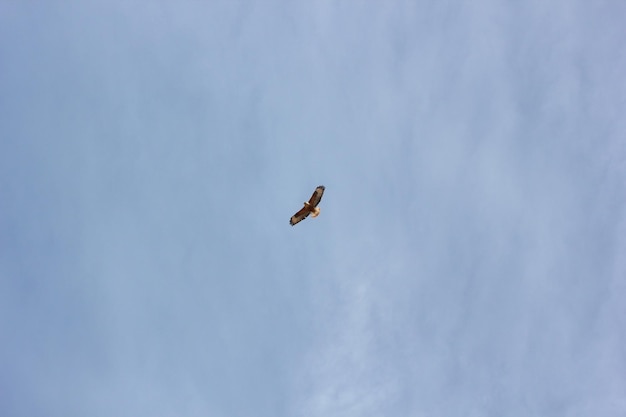 Greifvögel am Himmel