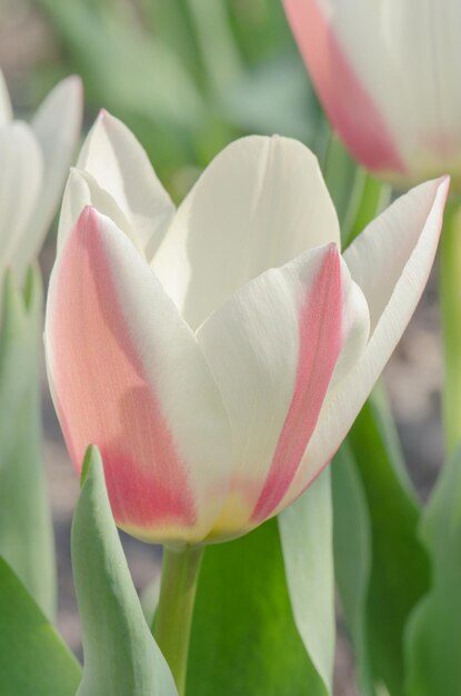 Greigii-Tulpen oder turkestanische Tulpen im Garten