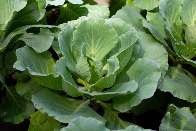 Gren Kohl wächst in Töpfen