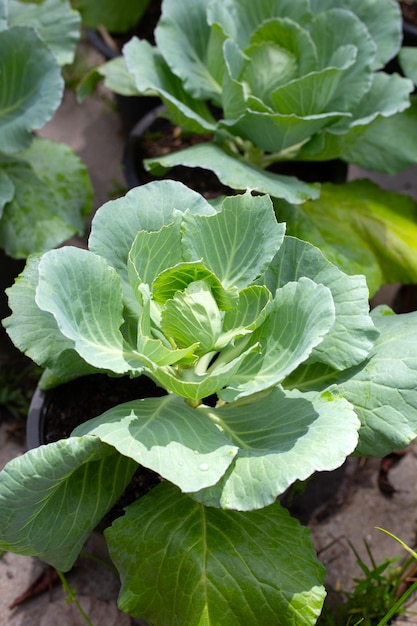 Gren Kohl wächst in Töpfen