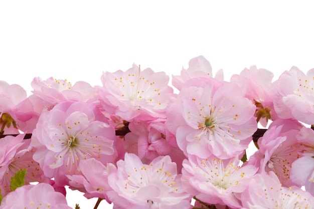 Grenze von blühenden rosa Sakura-Kirschbaumzweigen mit Blumen vor weißem Hintergrund