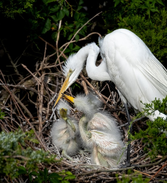 Gret egret madre y bebé