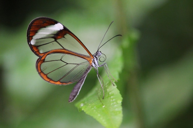 Greta oto ist eine Art von Bürstenfußschmetterling, auch bekannt als Glasflügelschmetterling