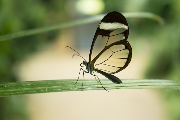 Greta oto mariposa tomando el polen no hay gente