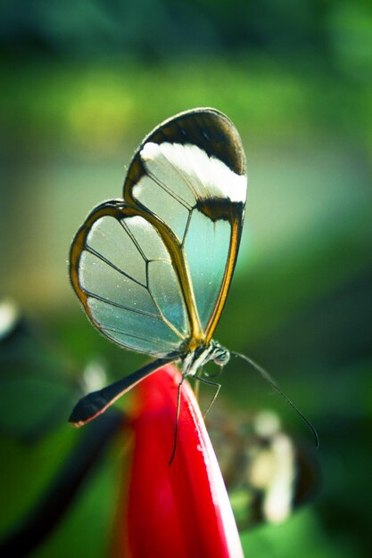 Foto greta oto mariposa tomando el polen no hay gente