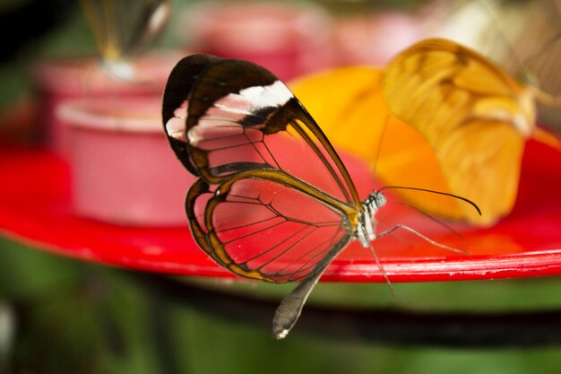 Foto greta oto mariposa tomando el polen no hay gente