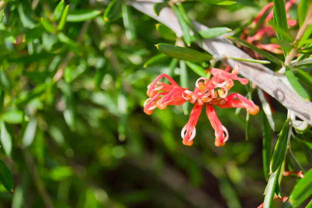 Grevillea speciosa