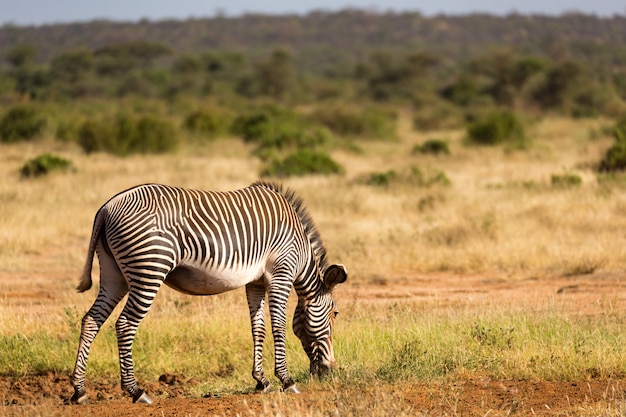 Un Grevy cebras están pastando en la campiña de Samburu en Kenia