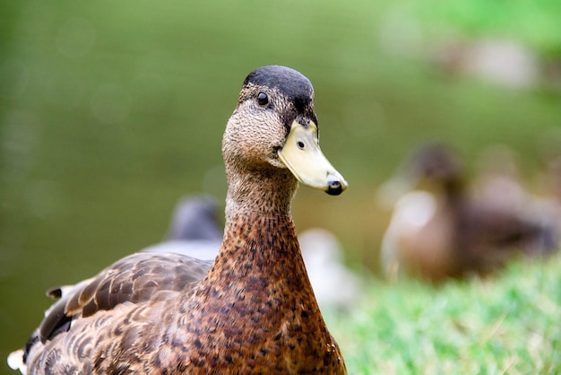 Grey Duck caminha na grama verde perto da água