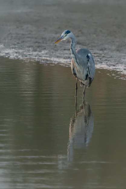 Grey Heron (Ardea cinerea) em pé e pescando na água.