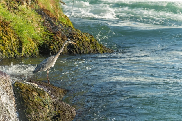 Grey heron ardea cinerea na beira da água em frente a cachoeira Rhine Falls