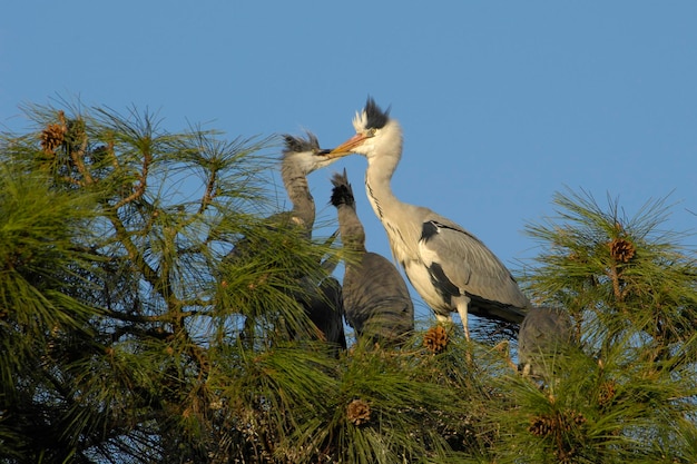 Foto grey heron ardea cinerea con pichones