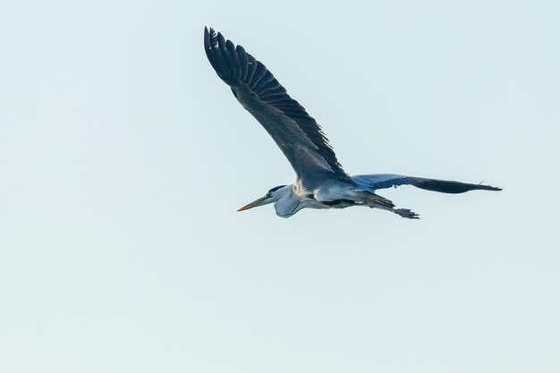 Grey Heron Flight ardea herodias Grey Headed Heron Flying