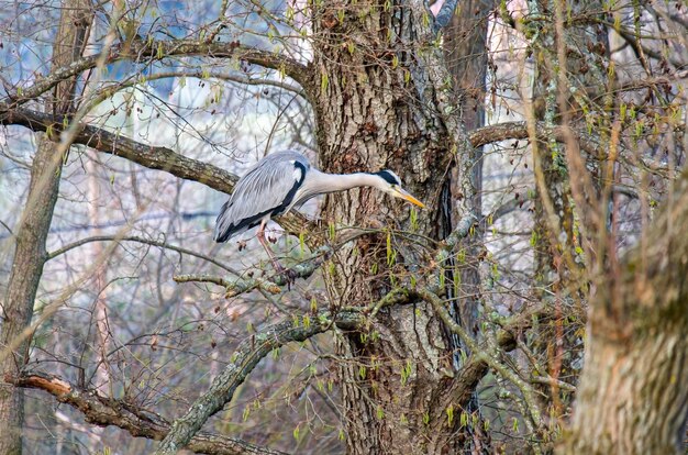 Grey Heron no rio Tejo na Extremadura