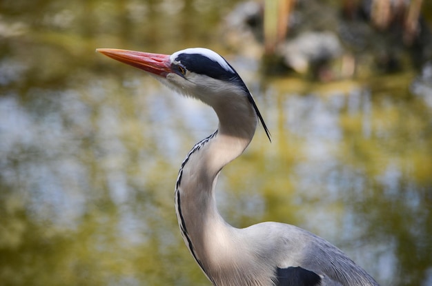 Grey heron parado na água