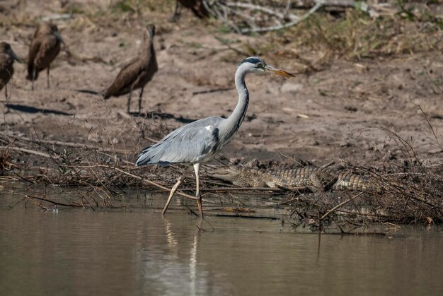 Grey Heron pesca Sudáfrica