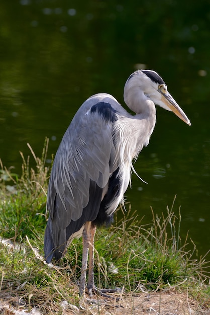 Foto grey heron de pie al lado de un lago