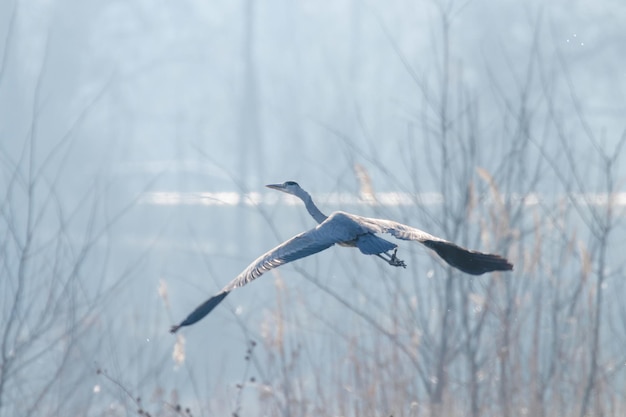 Grey Heron en vuelo Ardea cinerea niebla matutina