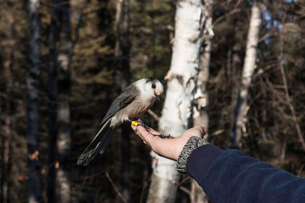 Grey Jay Fütterung aus der Hand einer Person