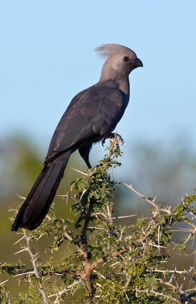 Grey lourie ou GoAway Bird Botswana