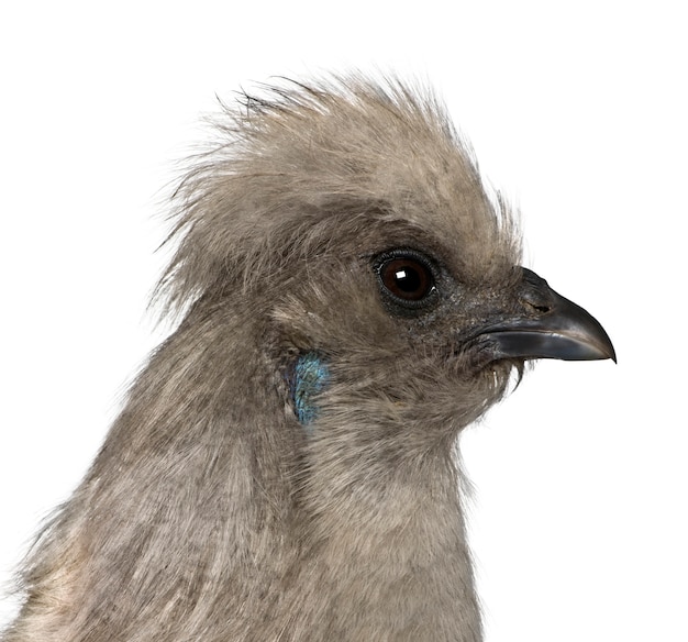 Grey Silkie gallina, de pie