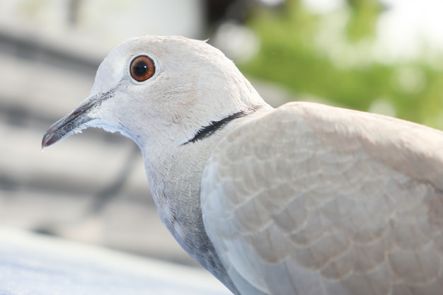 Grey Turtledove Streptopelia-dekaocto Vogelporträt