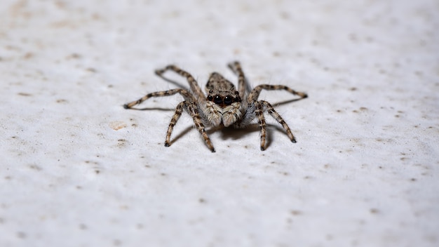 Grey Wall Jumping Spider der Art Menemerus bivittatus