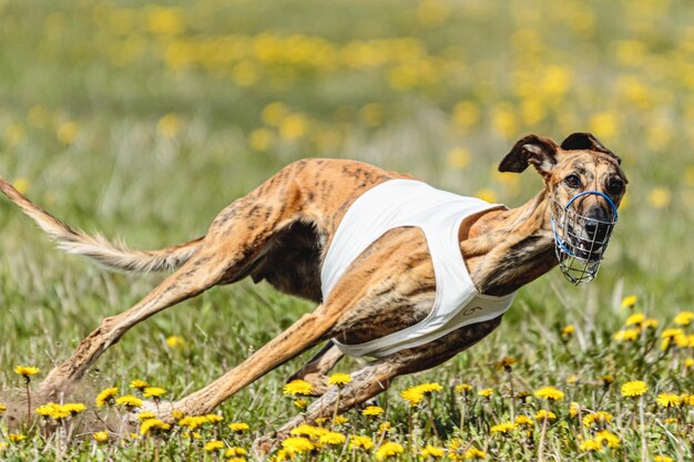 Foto greyhound-hund in weißem hemd, der im sommer auf dem feld läuft und köder jagt