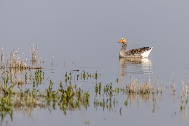 Greylag-Gans Anser anser