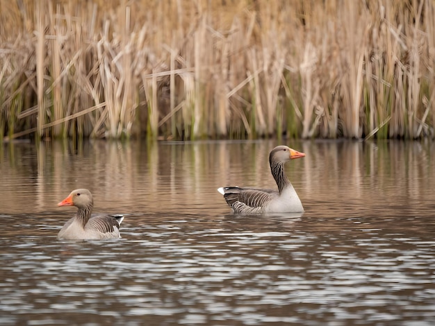 Greylag-Gans auf dem Wasser mit Schilf im Hintergrund