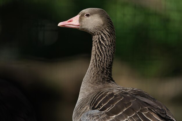 Foto greylag-gans