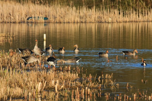 Greylag Geese na Warnham Nature Reserve