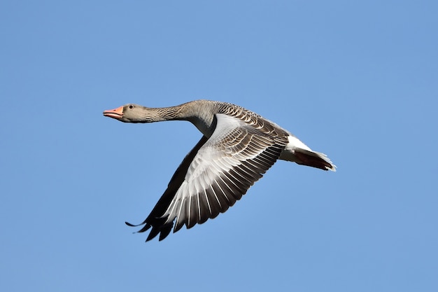 Greylag Goose (Anser anser)